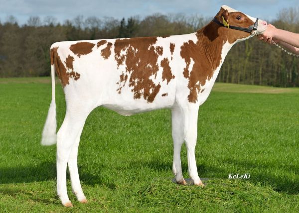 HAH Delila Red PP, hija de APOLL P vendida por 42.000 &euro;